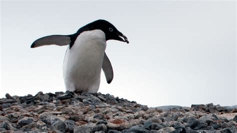 On the Antarctic Peninsula, Scientists Witness a Penguin Revolution ...