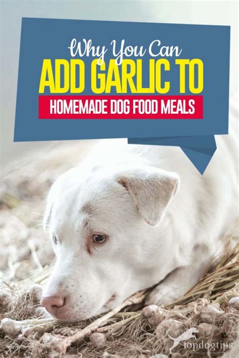 Using Garlic in Homemade Dog Food Recipes (Safety, Dosage, Benefits)