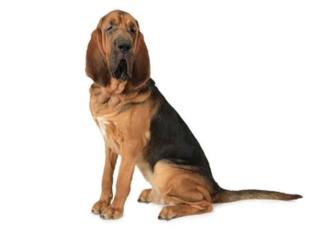 Bloodhound Colors: Rarest to Most Common - A-Z Animals