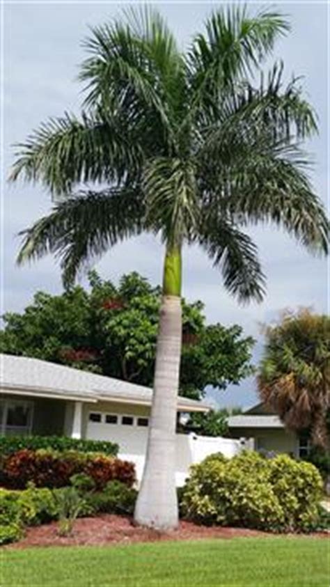 ROYAL PALM, ROYSTONEA REGIA, THE CUBAN ROYAL PALM