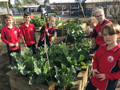 Kitchen Garden Program - Kingswood Primary School | Kingswood Primary ...