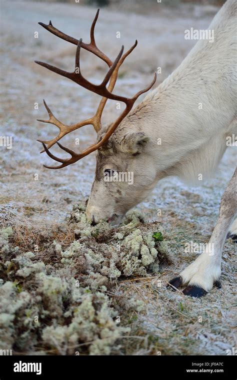 White reindeer eating moss Stock Photo - Alamy