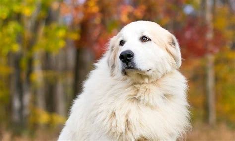 Great Pyrenees Names: 450+ Top Ideas – Pet Guide Reviews