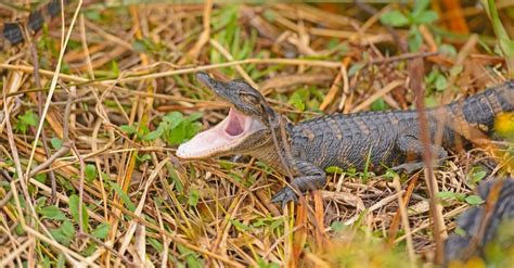 Baby Alligator: 6 Incredible Hatchling Facts & 6 Pictures! - A-Z Animals