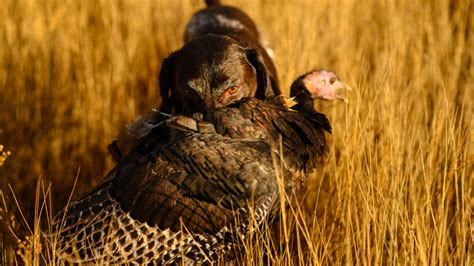 How to Hunt Turkeys with a Dog | MeatEater Hunting