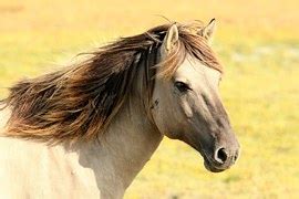 Cheval Cowboy Ouest - Photo gratuite sur Pixabay