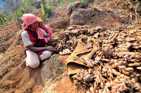 Ginger harvesting