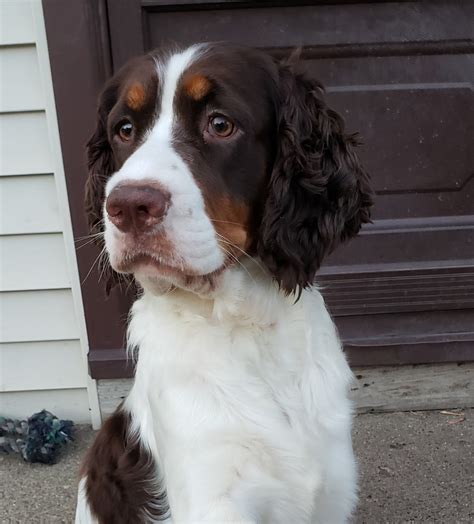 English Springer Spaniel Puppies For Sale | Romulus, MI #277537