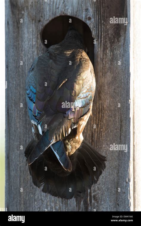 Nesting Hen Wood Duck Stock Photo - Alamy