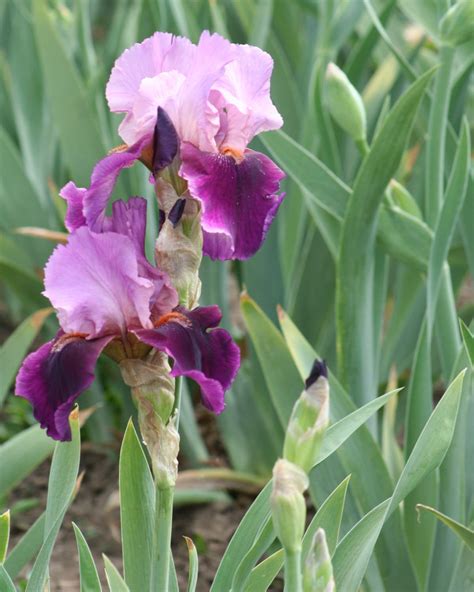 Purple Bearded Iris Photograph Irises Flower Print Wall Art | Etsy