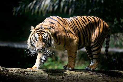 Harimau Memangsa Ternak di Kawasan Kebun Sawit di Hutan Lindung Pasaman Sumbar - Mongabay.co.id