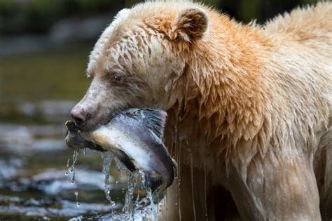 Stunning photos capture rare white 'spirit' bear in action