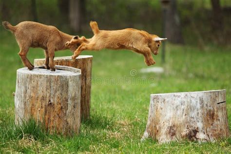 Jumping Goat stock photo. Image of yellow, animal, young - 40622500