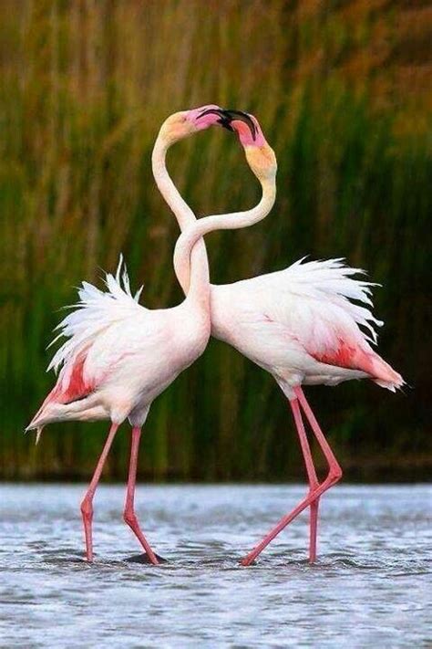 Flamingo dance | Cute Critters | Pinterest