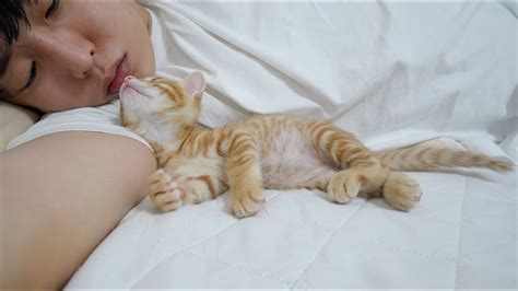 Baby Kitten's Instinct to Imitate Human's Sleeping Position - YouTube