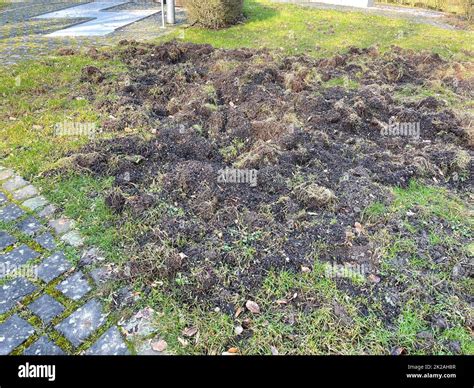 Wild boar tracks Stock Photo - Alamy