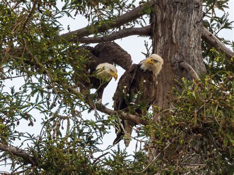 Pair | The pair of bald eagles nesting at an elementary scho… | Flickr