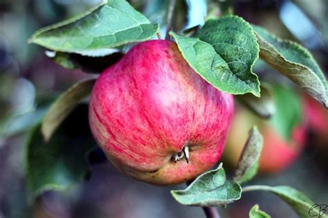 50+ Places for the Best Apple Picking Near Me - Days Out On The Farm