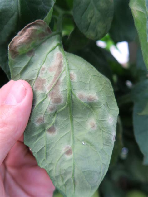 Photos of leaf mold of tomato | Purdue University Vegetable Crops Hotline