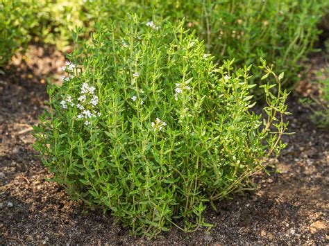 How to grow and care for thyme | Love The Garden