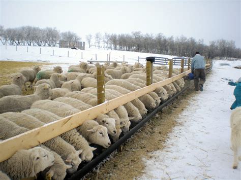 Producer Profile: Morning View Farm, Elnora, AB | Sheep Canada magazine