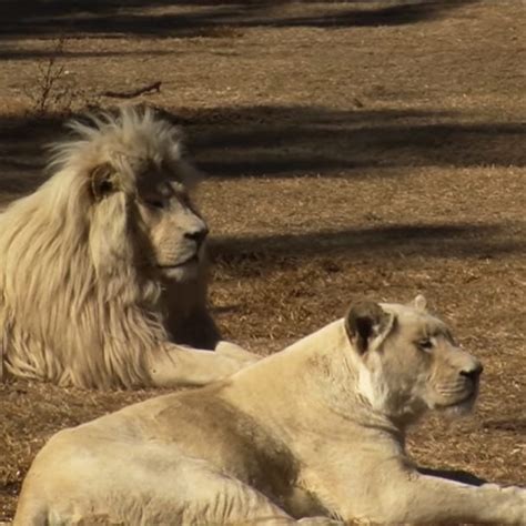 Sanctuary supports lion conservation with breathtaking video