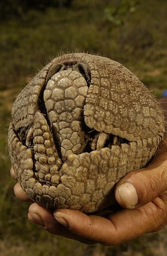 Three-banded Armadillo | Nature | Pinterest