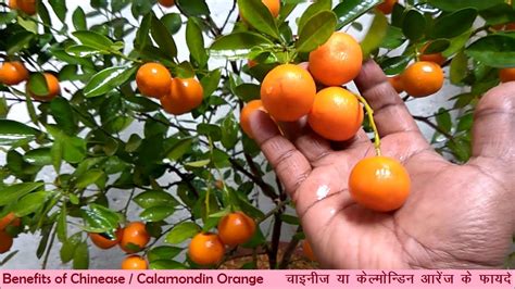 Health Benefits of chinese/calamondin orange/ CITY GARDENING - YouTube