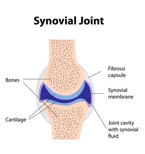 Structure Of A Typical Synovial Joint Labeled