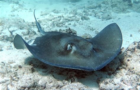 Southern Stingray 11 Photograph by Daryl Duda - Fine Art America