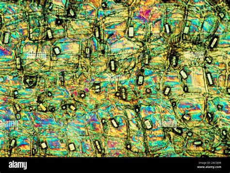 Raphides. Polarised light micrograph of tissue of garlic Allium sativum, showing crystals of ...