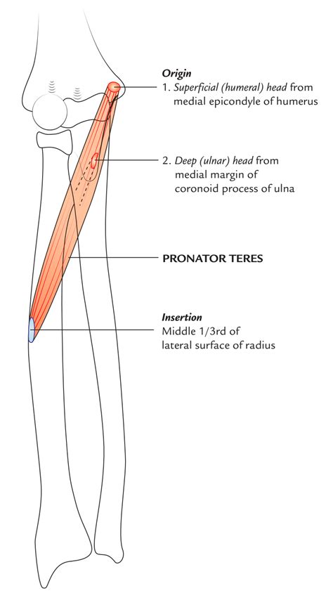 Pronator Teres Muscle Anatomy – Earth's Lab