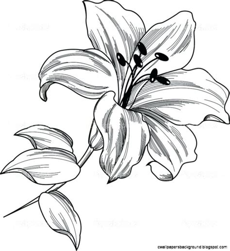 Stargazer Lily Drawing at GetDrawings | Free download