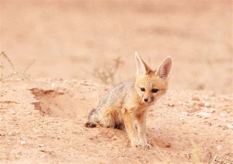 Black-Backed Jackal Pup - Animal Facts and Information