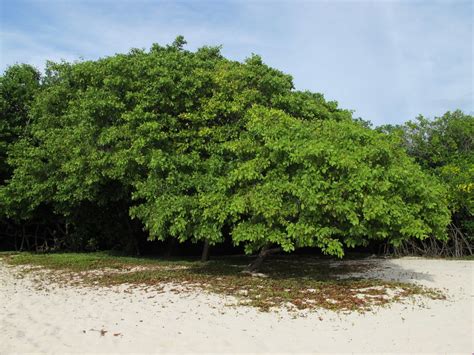 White Mangrove (SPC Florida Plants ) · iNaturalist