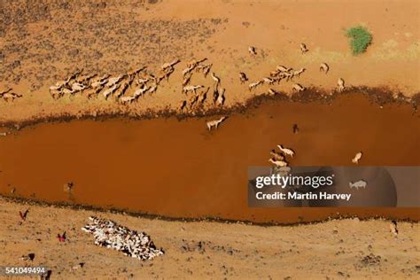 91,921 Desert Animals Stock Photos, High-Res Pictures, and Images - Getty Images