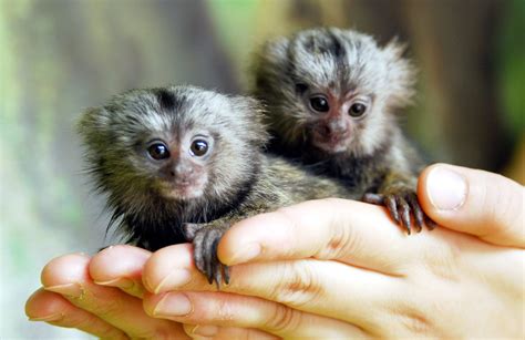 Marmoset monkey Wallpapers Images Photos Pictures Backgrounds