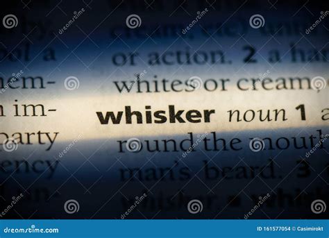 Whisker Stock Photos - Download 80,676 Royalty Free Photos