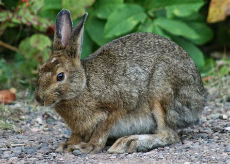 Snowshoe Hare | Fun Animals Wiki, Videos, Pictures, Stories