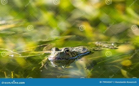 Frog in Water habitat stock image. Image of eyes, frog - 79934347