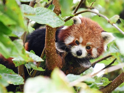 Endangered red panda on loose after escaping from zoo | The Independent ...