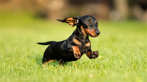 Teacup Dachshund: The Smallest Of Its Kind - A Complete Guide