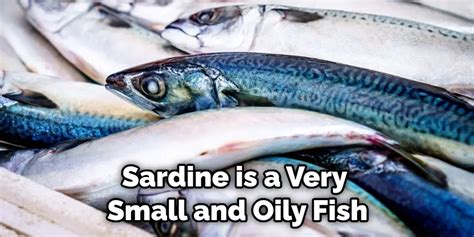 Sardines Meaning, Symbolism, and Totem Detailed Guide (2024)