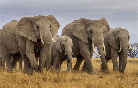 Elephant Family Wallpapers - Top Free Elephant Family Backgrounds - WallpaperAccess