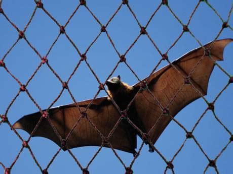 Bat Netting Keeps Bats Away from Your Attics, Eaves, Garages