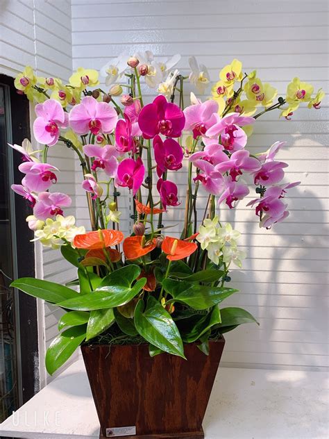 Orchid Arrangement #02 – Kimanh Flowers