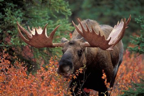 15 Best Things to Do in Red Deer, Alberta