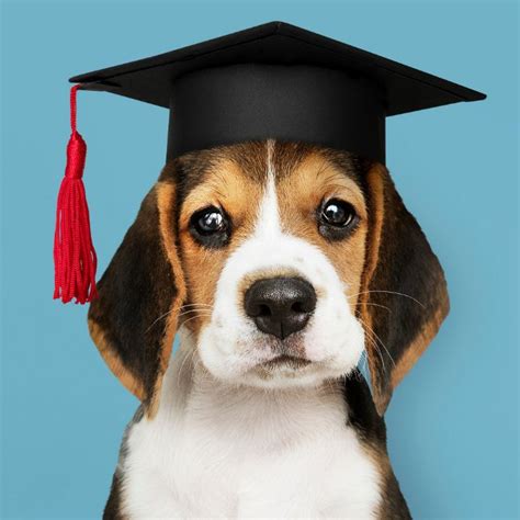 How Much Does Dog Grooming School Cost? - QC Pet Studies