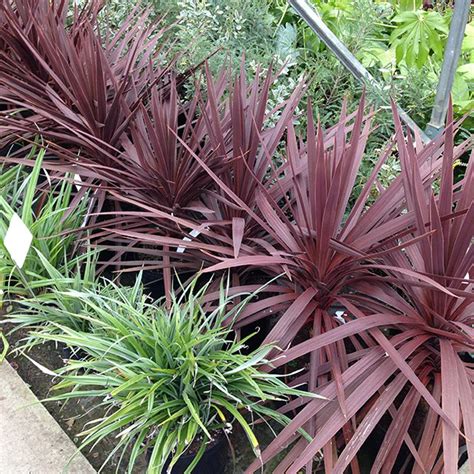 Cordyline Red Star - 5 Gallon - PlantClearance.com