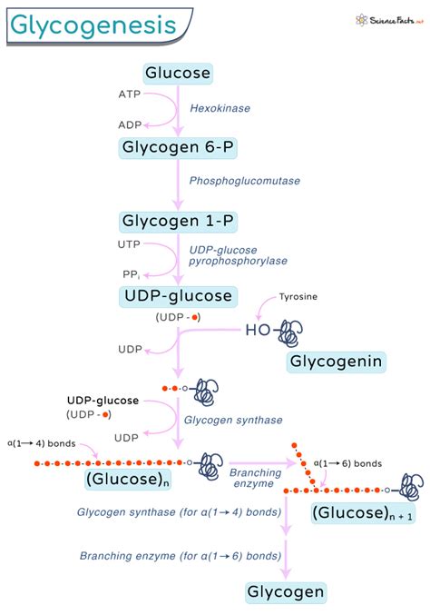 Glycogenesis - Definition, Pathway, and Diagram